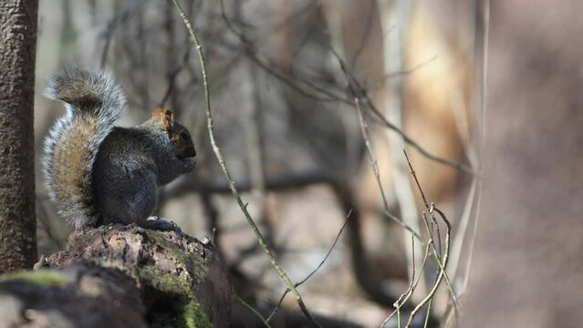Un &eacute;cureuil mange assis sur une branche dans la for&ecirc;t