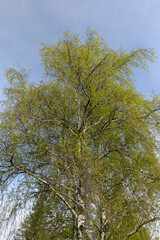 cloudy weather and birch trees with young foliage
