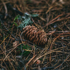 pine cones on the ground