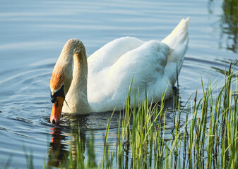 Łabędź nurkujący głową w wodzie - szukający pokarmu - ujęcie z profilu. © WeriYard
