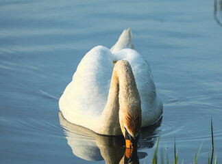 Łabędź nurkujący głową w wodzie - szukający pokarmu. © WeriYard
