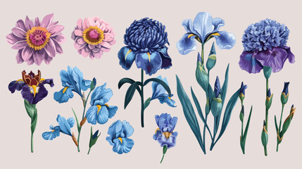 Beautiful set with vector blooming chrysanthemum  - obrazy, fototapety, plakaty