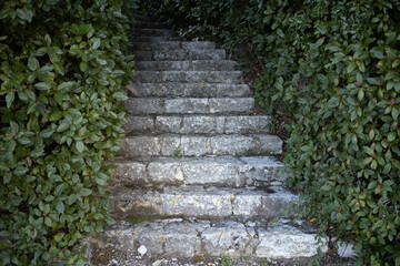 stone steps in the garden