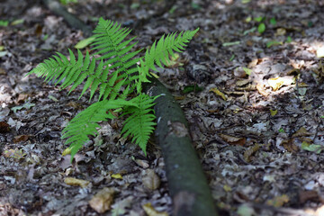 Colorful ferns leaves green foliage natural floral fern background in sunlight. green fern leaves in the forest for background. Natural green fern leaves texture in the forest close up