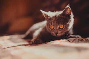 British shorthair cat with orange eyes lying on the bed at home
