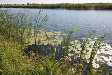 reeds on the lake