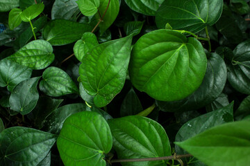 Betel is a plant native to Indonesia that grows on vines or leaning on the trunks of other trees....