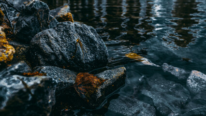 leaves on water