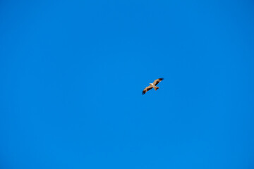 Fototapeta premium Hieraetus pennatus. Booted Eagle in flight with blue sky with clouds in the background.