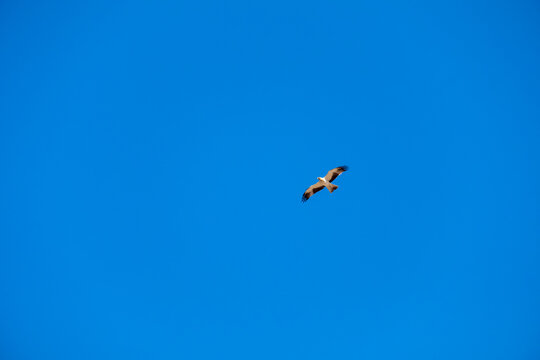 Hieraetus pennatus. Booted Eagle in flight with blue sky with clouds in the background.