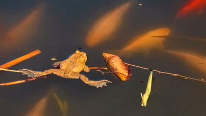 A frog and lots of gold fish in a pond near Klobenstein, Ritten, Eisacktal valley, South Tyrol,...