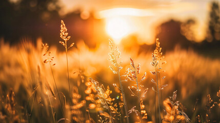 Wild grasses in a field at sunset --