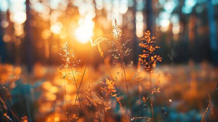 Wild grasses in a forest at sunset. Macro image shallo