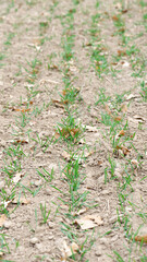 A small plant in soil, corn leaves, green sprout. Ecology, environmental protection. Greenhouse work. corn seedlings in field, small plants. spring, start of work, agriculture, close-up