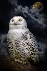 A white snowy owl perched in a tree at night with full moon in background