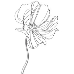 black and white line illustration of cosmos flower on a white background