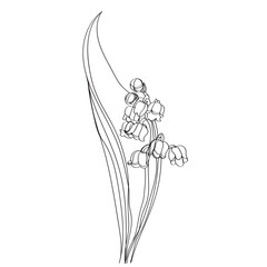 lily of the valley vector illustration. Black and white floral vector illustration of a lily of the valley