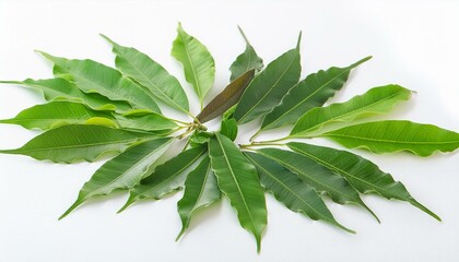 Obraz premium leaf isolated on white