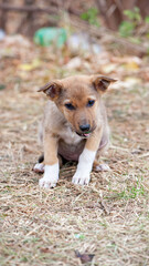 photos with a homeless puppy. little dog. home animal. pet care. redhead homeless puppy. Cute puppy in red color with sad look. veterinary, homeless animal problem, hungry puppy