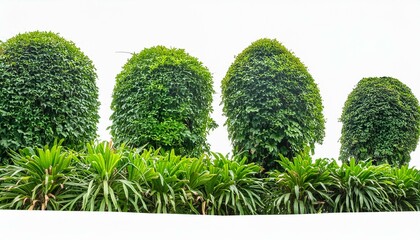grass and tropical trees