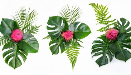 Tropical plant branches isolated on white background