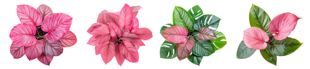 Fototapeta premium set of pink and green philodendron and monstera leaves, top view, Tropical Plant, Houseplant, Beautiful Garden Plants
