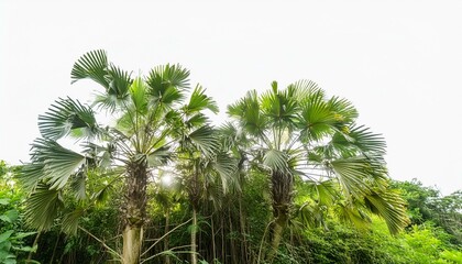 tropical plant isolated on white background
