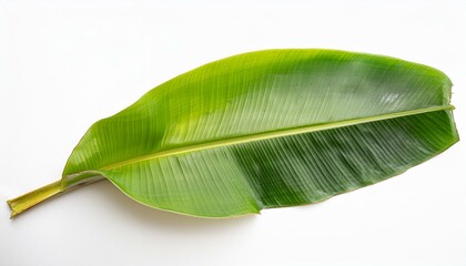 Tropical green banana tree leaf, isolated on white background.