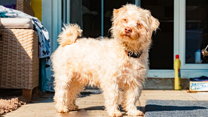 Cute Havanese dog tilting its head sideways on a sunny spring day