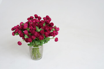 Burgundy ranunculus in a vase isolated on a white background.