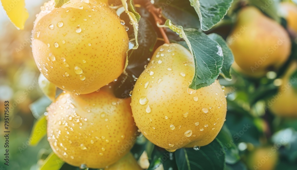 Aufkleber macro close up of fresh pear with dew drops hanging on tree, ideal wide banner with space for text