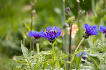 Early Spring Day AT Worth Park Crawley West Sussex UK