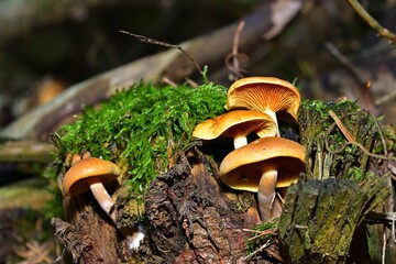 Mycologists, scientists who study fungi, are fascinated by mushrooms because of their complex life cycles and ecological significance.

