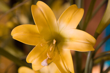 Yellow lily flower close up