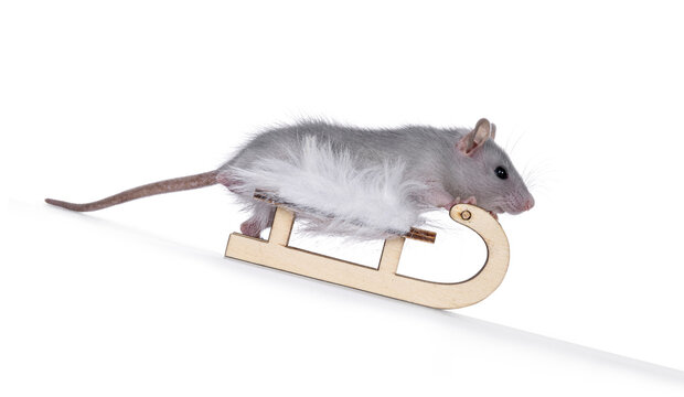 Cute little blue rat riding little wooden sledge downhill. Looking towards camera. isolated on a white background.