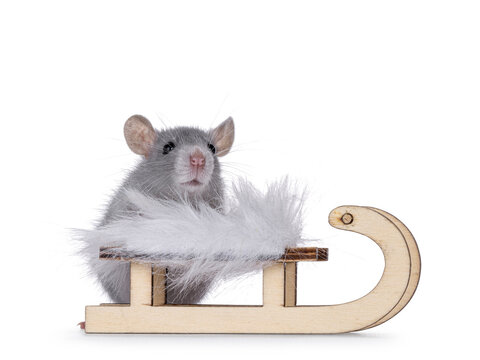 Cute little blue rat standing beside little wooden sledge. Looking towards camera. isolated on a white background.