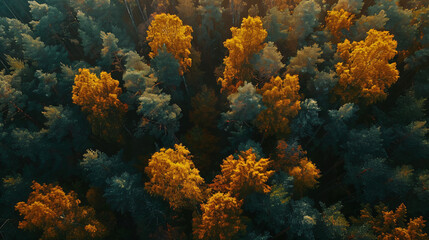 Yellow and green autumn trees in a forest at sunset. 