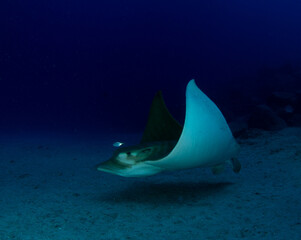 A duck-billed stingray sails over the sandy ocean floor.