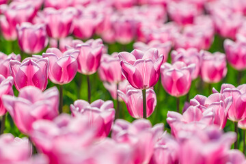 pink tulips in the garden