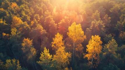 Yellow autumn trees in a forest at sunset. Aerial drone