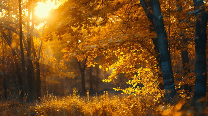 Yellow autumn trees in a forest at sunset. Fall foliage