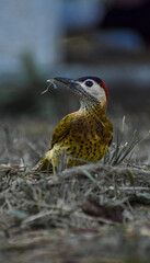 Spot-breasted woodpecker (Colaptes punctigula)