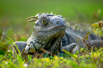 Obraz premium green iguana 