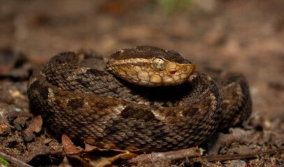 Bothrops asper 