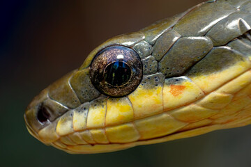 Snake head (Phrynonax sp.)