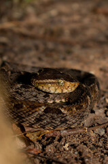 Viper in the grass