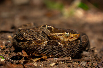 Viper in the grass
