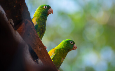 Orange-chinned parakeet