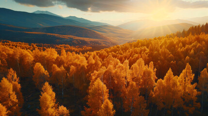 Yellow autumn trees in the mountains at sunset. 