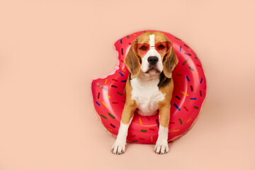 A cute beagle dog with sunglasses and a doughnut-shaped swimming ring on a pink background. Concept...
